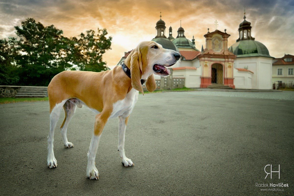 Fotografování psů - fotograf Radek Havlíček - Tábor, jižní Čechy